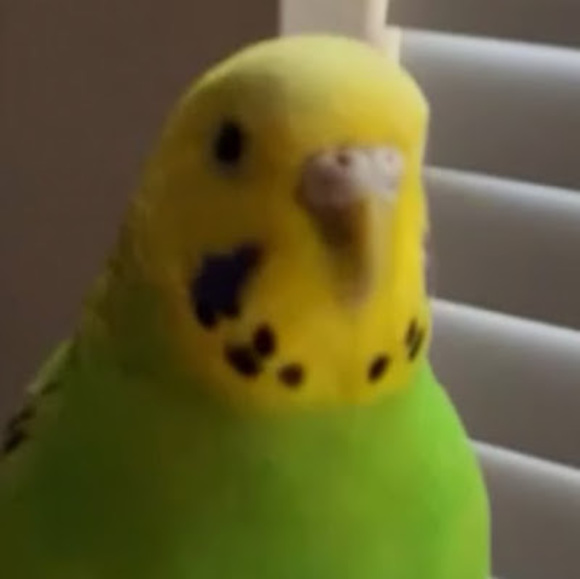 Meet your Posher, Via - Picture 1 of 1